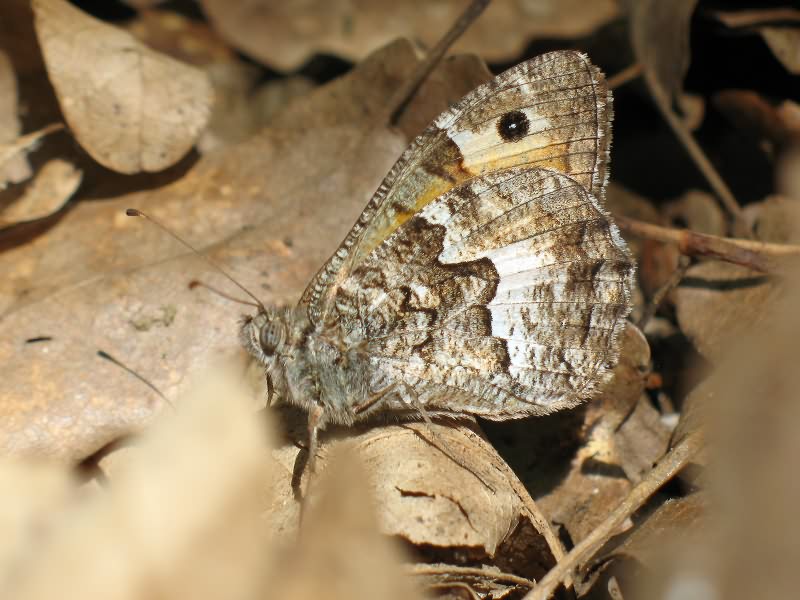 Hipparchia pellucida (Stauder, 1923)